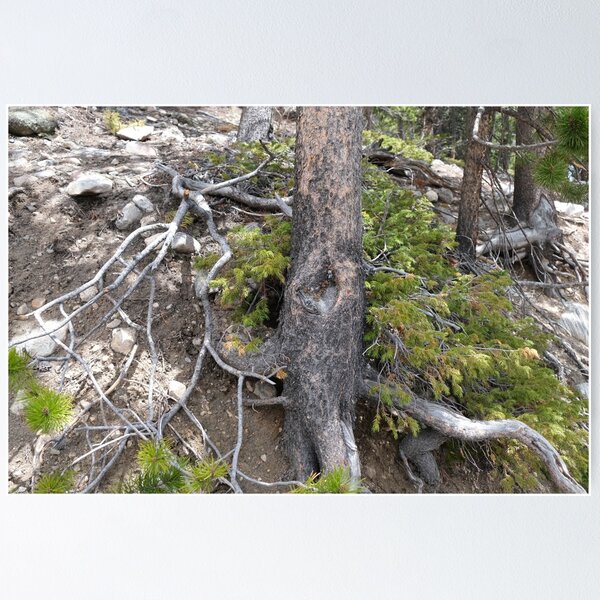 Item preview, Tree Roots on a Mountain designed and sold by Haley-Marshall.