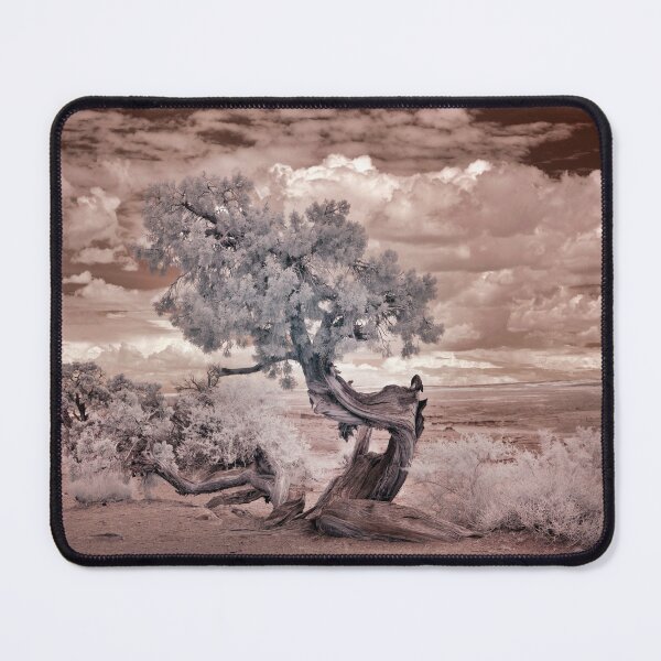 Item preview, Twisted Desert Tree Photography designed and sold by Tjokko-chan.