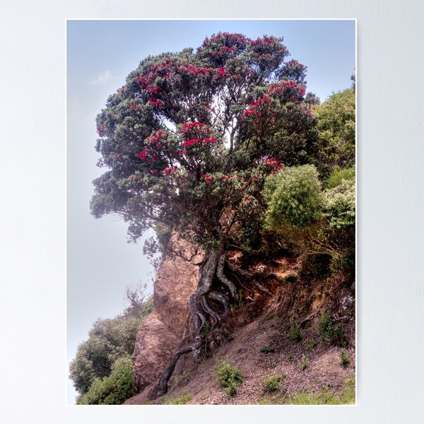 Item preview, Pohutukawa - just hanging on........! designed and sold by Roy  Massicks.