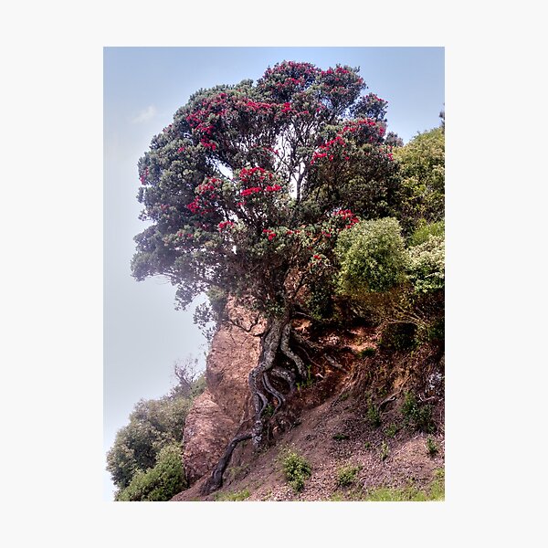 Item preview, Pohutukawa - just hanging on........! designed and sold by Roy  Massicks.