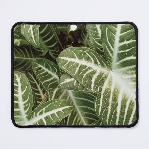 Item preview, plants / green leaf / photography / modern art/ wall art/ minimalist / aesthetic designed and sold by MarJul.