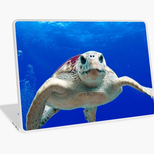 Aperçu de l'œuvre ANIMAUX #27 - Tortue de mer curieuse créée et vendue par DEL-Productions.