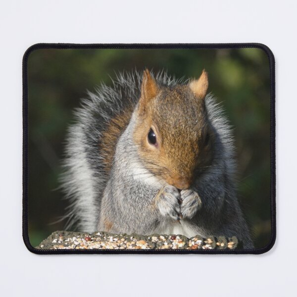 Item preview, Squirrel Square Meal designed and sold by Yampimon.