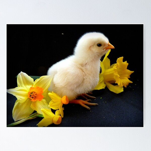Aperçu de l'œuvre I'm A Little Daffodil Joy - Sussex Chick - NZ créée et vendue par AndreaEL.