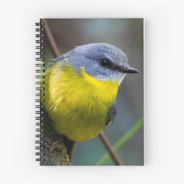 Item preview, Eastern Yellow Robin designed and sold by RAFImages.