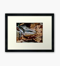 I'll Just Slide Past You... Blue Tongued Skink - NZ Framed Print