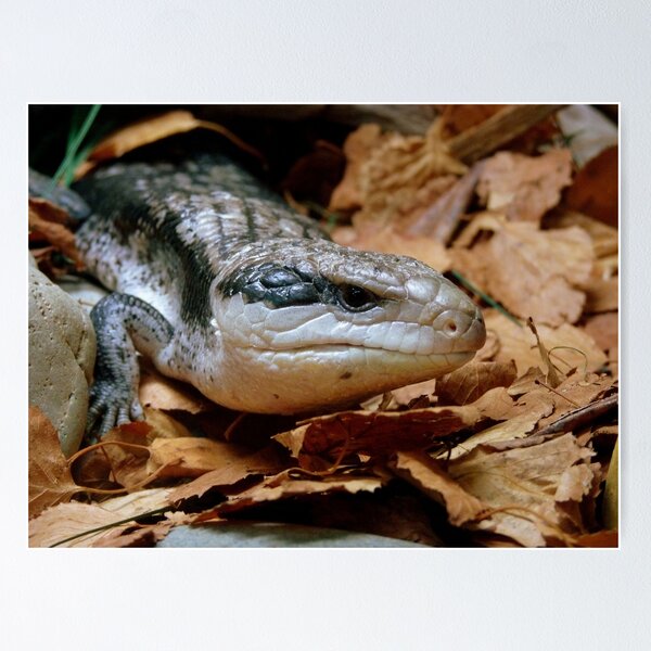 Item preview, I'll Just Slide Past You... Blue Tongued Skink - NZ designed and sold by AndreaEL.