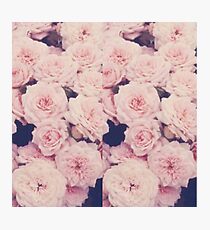 Pink Roses Photographic Print