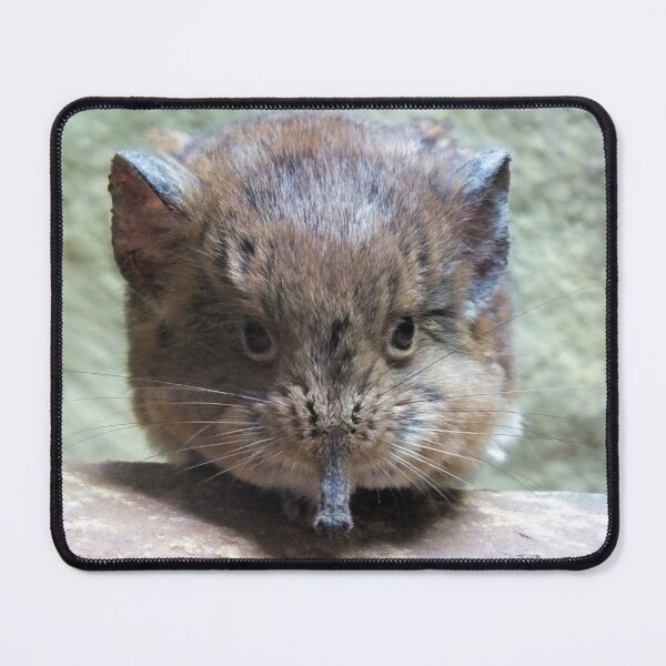 Item preview, Elephant Shrew Lookin at You designed and sold by Yampimon.