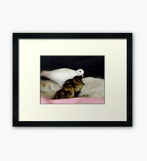 Welcome To The Family... White Dove & Ducklings - NZ Framed Print