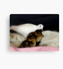 Welcome To The Family... White Dove & Ducklings - NZ Canvas Print