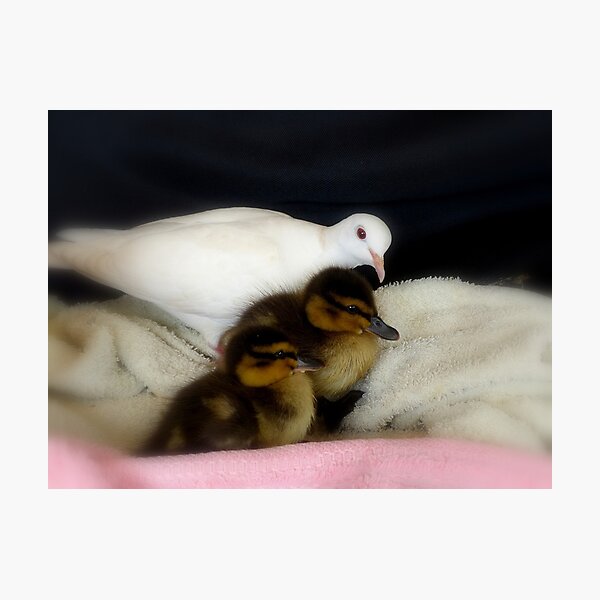 Aperçu de l'œuvre Welcome To The Family... White Dove & Ducklings - NZ créée et vendue par AndreaEL.