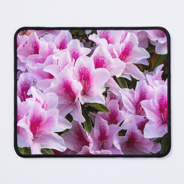 Item preview, Pink Azaleas designed and sold by Ross.A.Campbell.