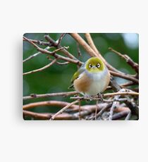Aww...Don't Be Sad... We Will Be Back - Silver-Eye - NZ Canvas Print