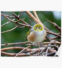 Aww...Don't Be Sad... We Will Be Back - Silver-Eye - NZ Poster