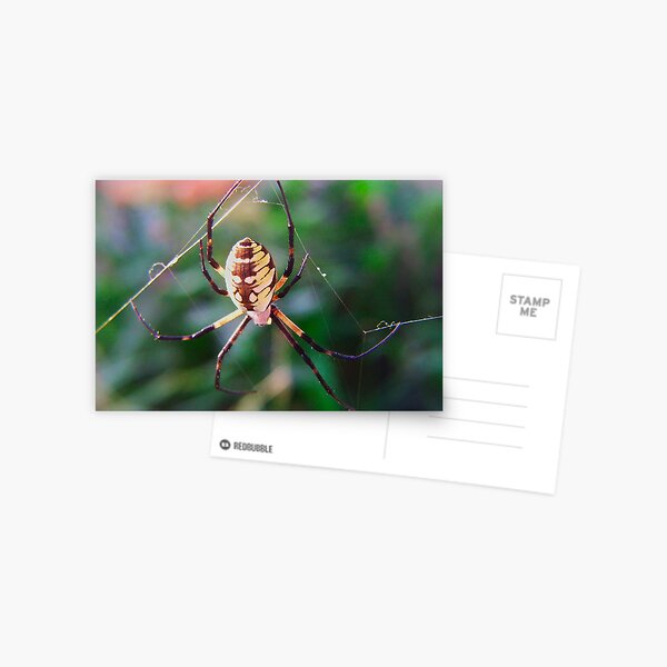 Black and Yellow Garden Spider Postcard