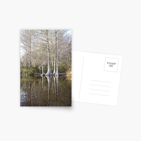 Silver Trees and Knees Postcard