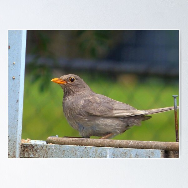 Item preview, I Went For The Silver Not Gold!- Blackbird - NZ designed and sold by AndreaEL.