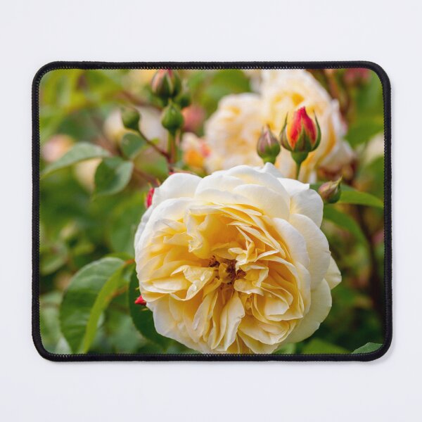 Item preview, Summer Roses designed and sold by Tanya C Smith.