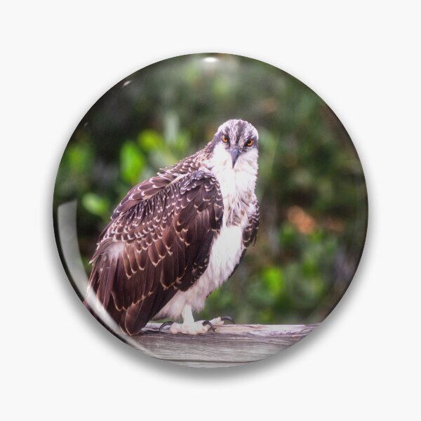 Item preview, Young Osprey designed and sold by Kathy Weaver.