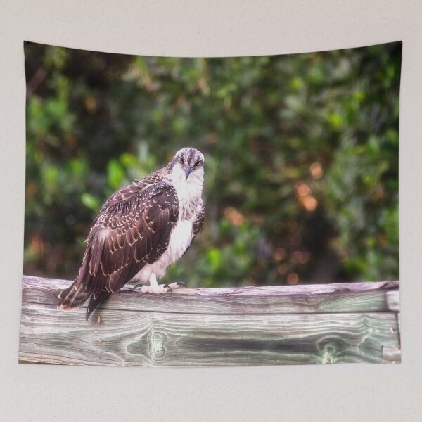 Item preview, Young Osprey designed and sold by Kathy Weaver.