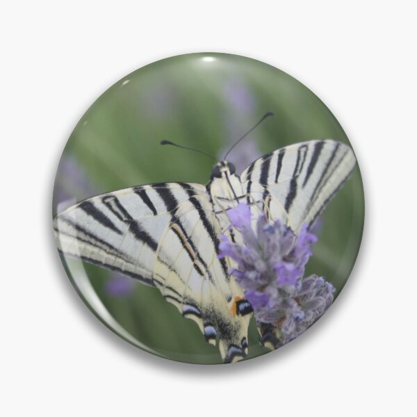 Item preview, Common Yellow Swallowtail Feeding On  Lavender Photograph designed and sold by taiche.