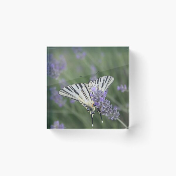 Item preview, Common Yellow Swallowtail Feeding On  Lavender Photograph designed and sold by taiche.