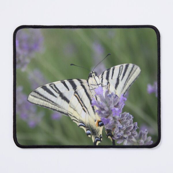 Item preview, Common Yellow Swallowtail Feeding On  Lavender Photograph designed and sold by taiche.