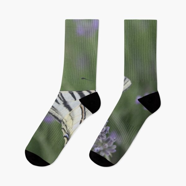 Item preview, Common Yellow Swallowtail Feeding On  Lavender Photograph designed and sold by taiche.