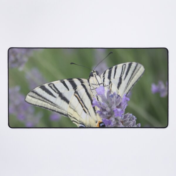 Item preview, Common Yellow Swallowtail Feeding On Lavender Photograph designed and sold by taiche.