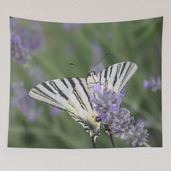 Item preview, Common Yellow Swallowtail Feeding On  Lavender Photograph designed and sold by taiche.