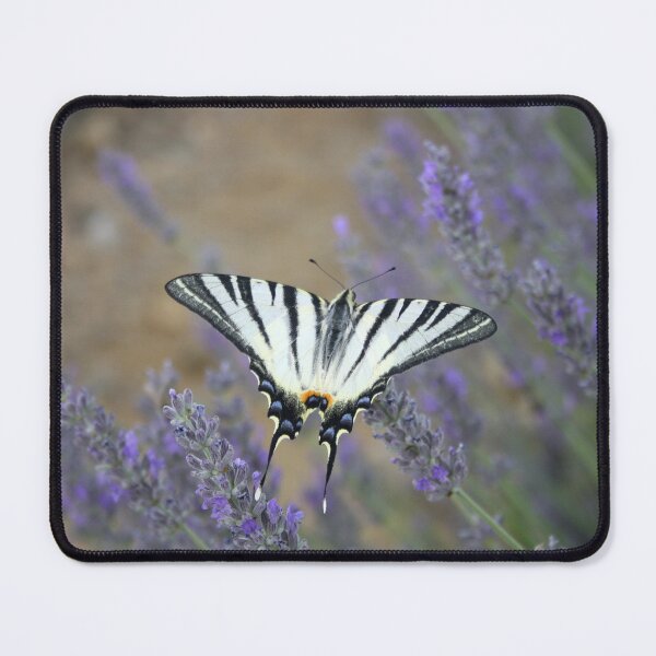 Item preview, Stunning Swallowtail On Lavender Spike Photograph designed and sold by taiche.