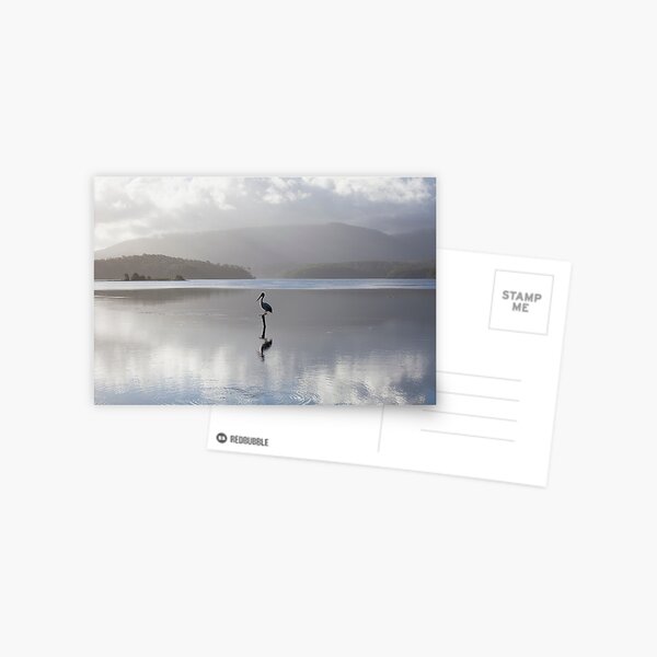 Pelican Wallaga Lake Postcard
