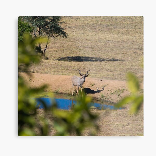 Item preview, Kudu Stare Down designed and sold by RPMouton.