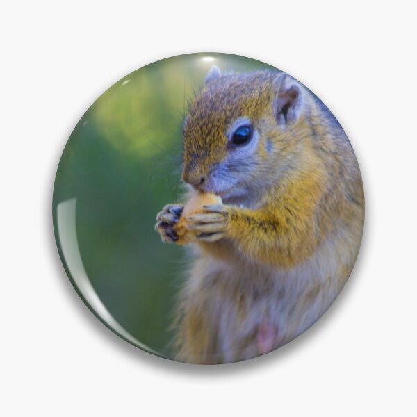 Item preview, Squirrel Snacking designed and sold by RPMouton.