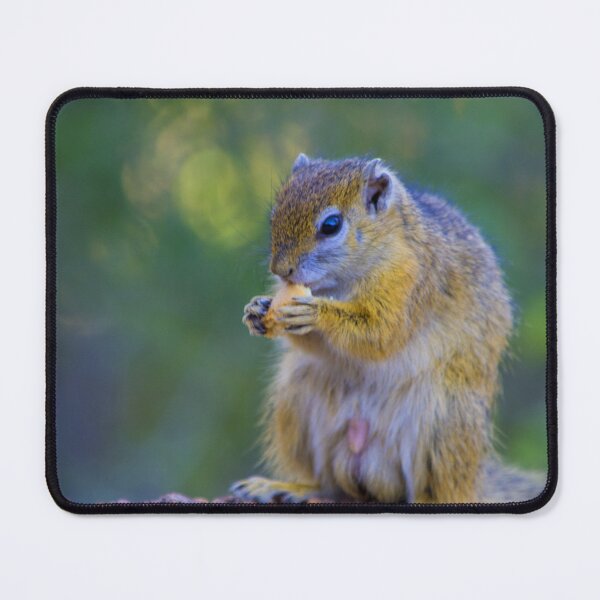Item preview, Squirrel Snacking designed and sold by RPMouton.
