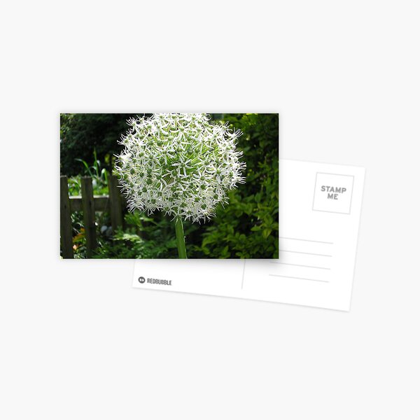 White Allium Postcard