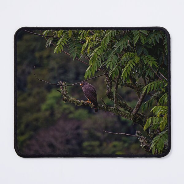 Item preview, Roadside Hawk Near Fenicia designed and sold by alabca.