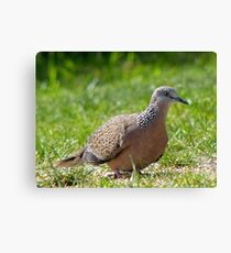 Come A Little Bit Closer... - Malay Spotted Dove - NZ Canvas Print