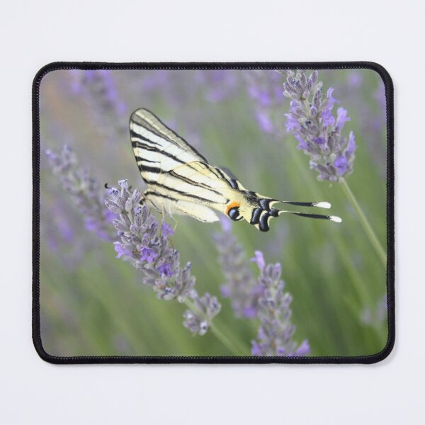 Item preview, Swallowtail Sideview Amongst Lavender Spikes Photograph designed and sold by taiche.