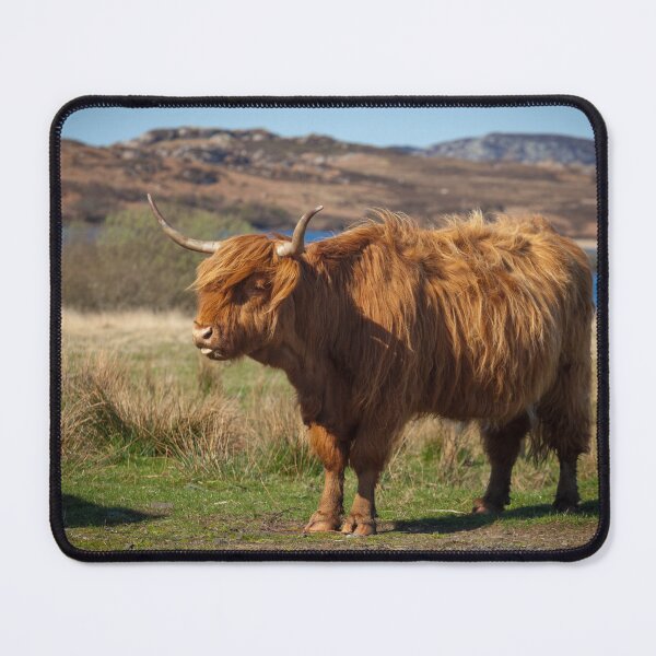 Artikelvorschau, Highland Coo entworfen und verkauft von heidipics.