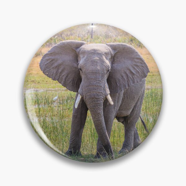 Item preview, African bush elephant, Loxodonta africana designed and sold by Graham Prentice.