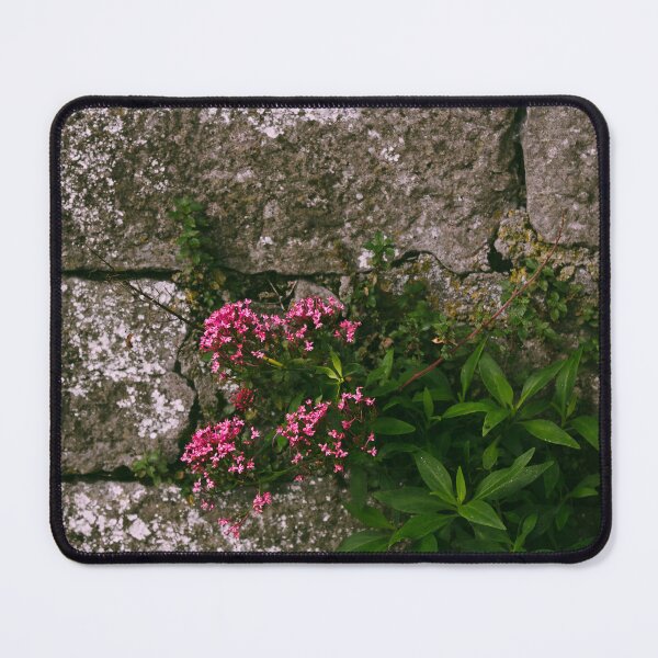 Item preview, Delicate pink against a stone castle wall designed and sold by TheNinthMemory.