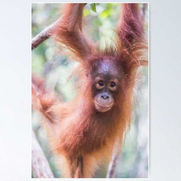 Item preview, Baby Orangutan designed and sold by Kimberleyjane85.