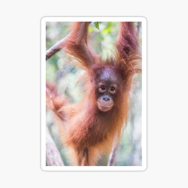 Item preview, Baby Orangutan designed and sold by Kimberleyjane85.