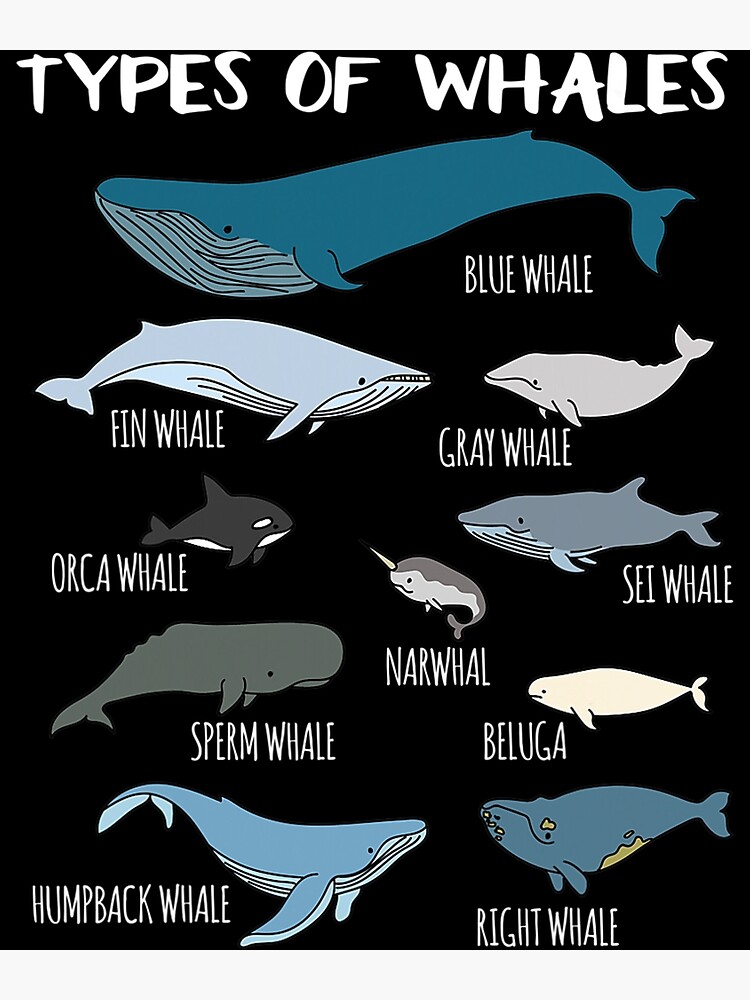 types-of-whales-cute-ocean-mammals-guide-t-shirt-poster-for-sale-by-lovinglobotomy1-redbubble