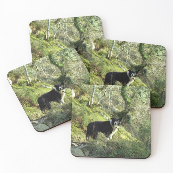 Item preview, Indy, King of the woods. designed and sold by Michael Haslam.