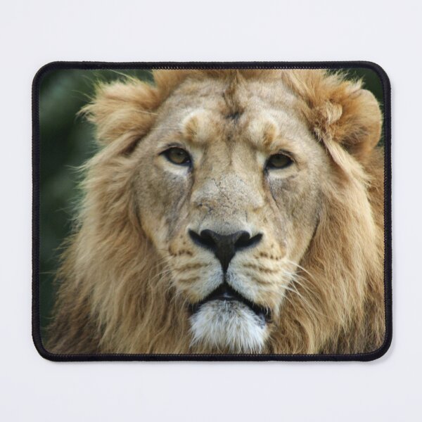 Item preview, Asiatic Lion Face designed and sold by Yampimon.