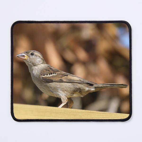 Item preview, Female House Sparrow designed and sold by days-photographic.