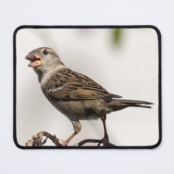 Item preview, Femalr House Sparrow designed and sold by days-photographic.